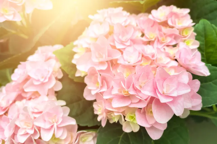 hortensia à grandes feuilles une plante compagne pour l'hibiscus 