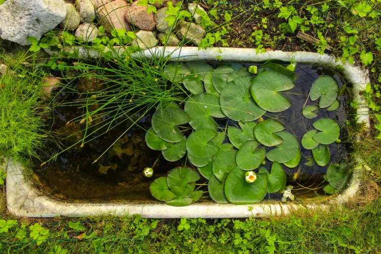 idées récup pour une vieille baignoire dans le jardin