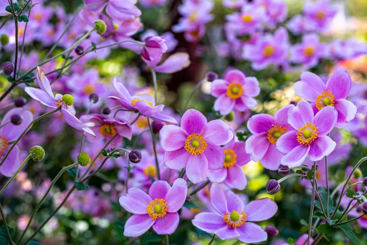 l'anémone du japon à planter au pied de l'hibiscus billysfam shutterstock