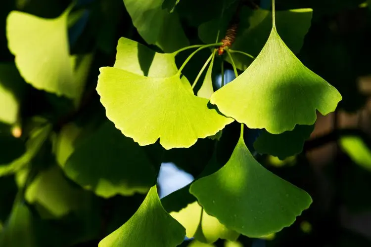 le ginkgo bilobe est un très bon choix pour un jardin au sol pauvre et sec shutterstock