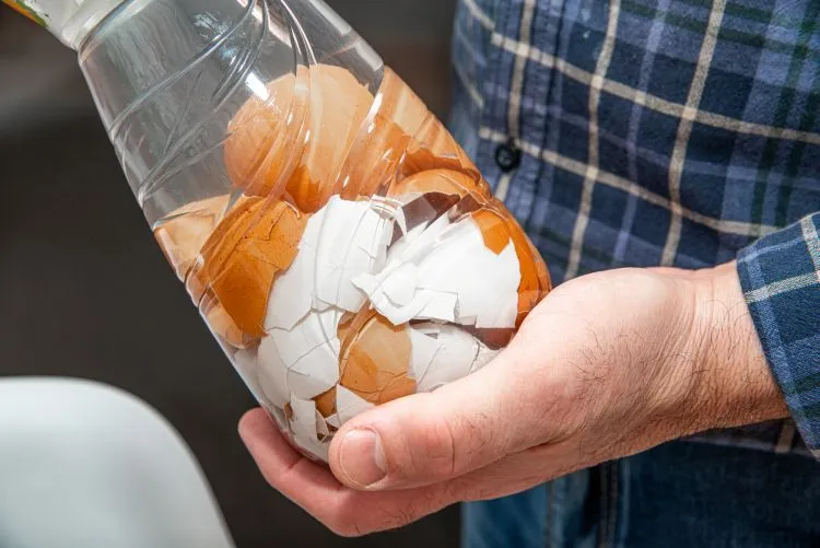 les coquilles d'oeuf broyées comme un engrais naturel riche en calcium pour booster le goût de vos légumes