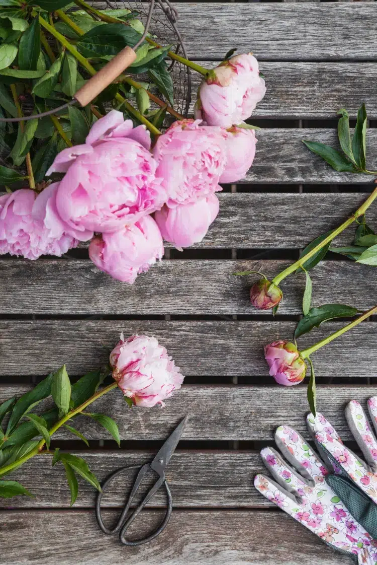 les outils pour tailler les pivoines