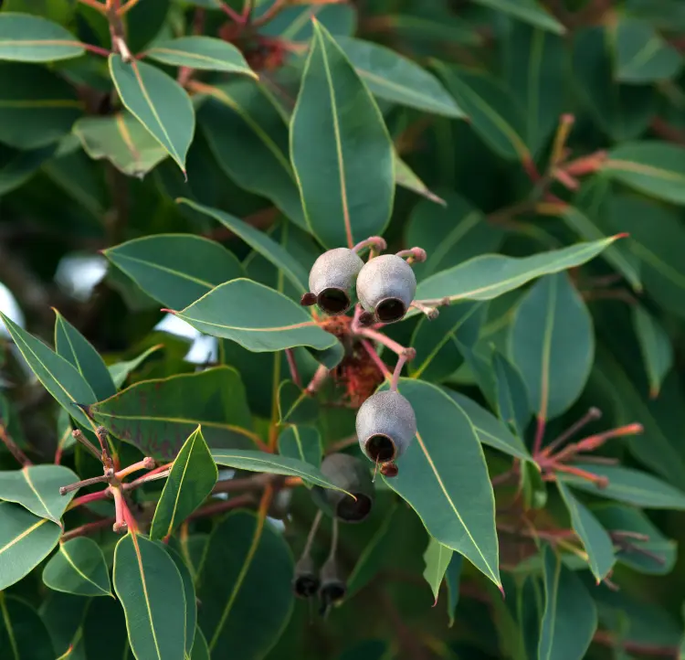 l'eucalyptus est une excellente espèce qui n'a pas besoin de beaucoup de nutriments et sol riche janaph shutterstock