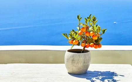 mandarines oranges sur un petit arbre dans un pot