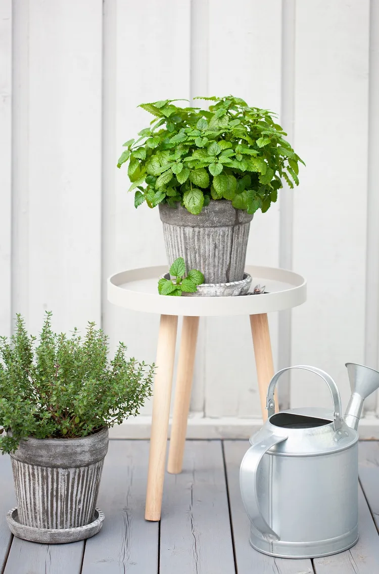 mélisse et thym dans un pot de fleurs sur un balcon, jardin urbain en conteneur