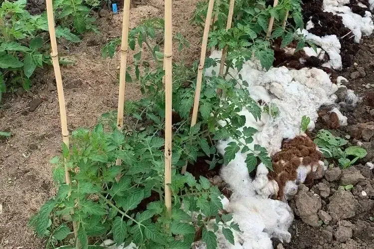 mettre de la laine de mouton au pied des tomates paillage