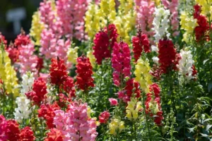 mufflier nain vivace entretien pleine terre jardin