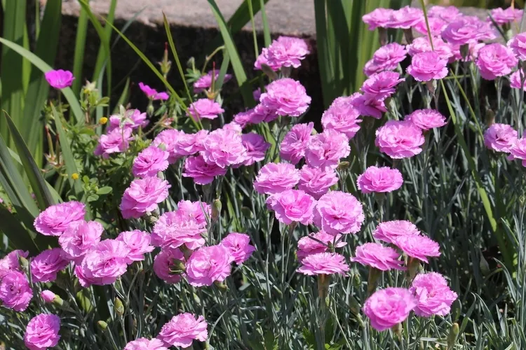 œillet parfumé planté au jardin