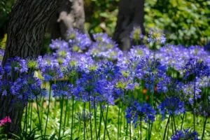 où planter une agapanthe pleine terre pots exposition anne tipodees shutterstock