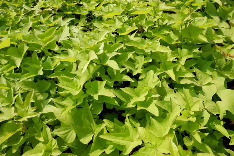 patate douce ornementale comme plante compagne de l'hibiscus 