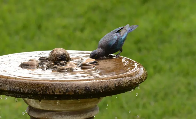 pourquoi mettre des pierres dans un bain d'oiseaux au jardin 