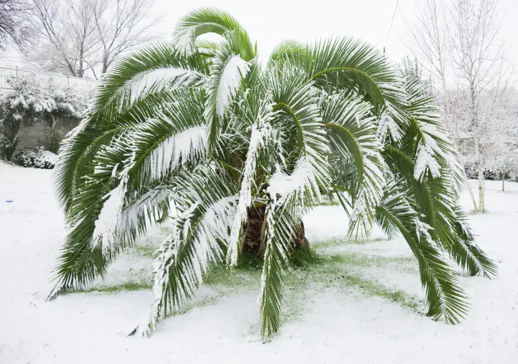 protéger le palmier contre le gel et le froid en hiver maria usp shutterstock