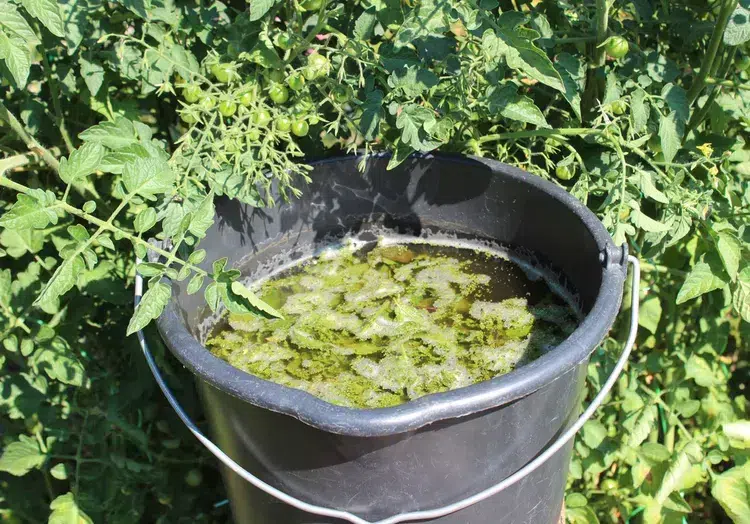 purin d'ortie ou le meilleur engrais pour potager bio et légumes savoureux