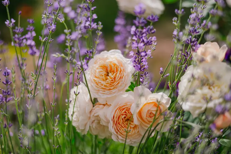 que planter à coté de la lavande au jardin 