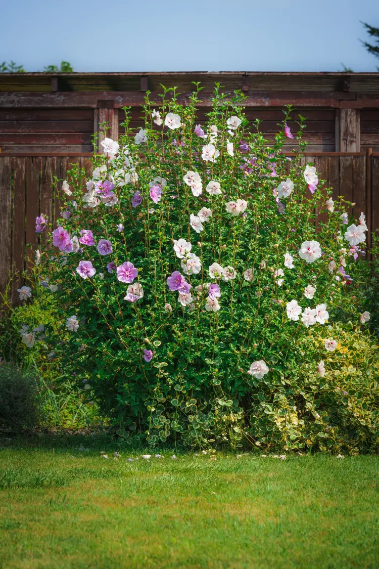 que planter au pied d'un hibiscus au jardin foto molka shutterstock