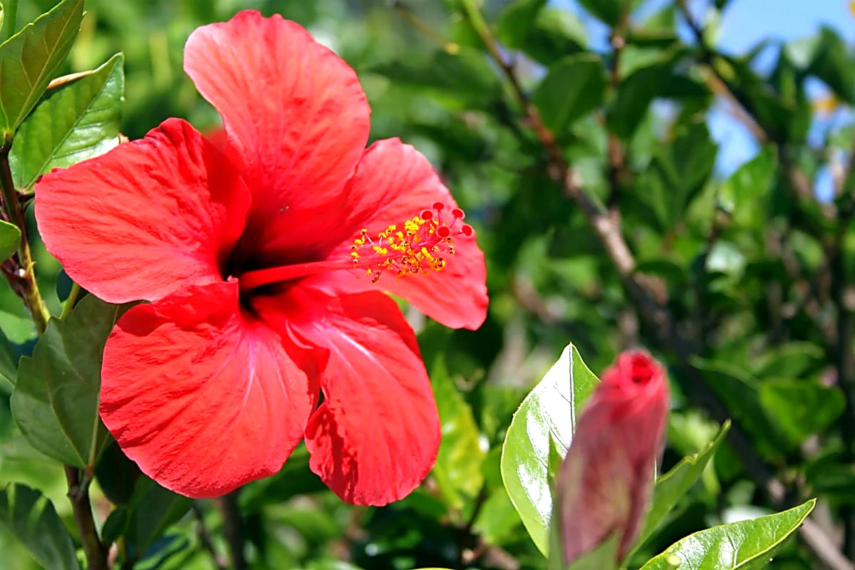 que planter au pied d'un hibiscus