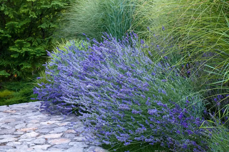 quelles graminées planter à côté de la lavande 