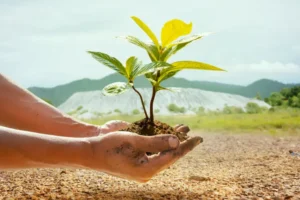 quels arbres pour sol pauvre et sec choisir bombermoon shutterstock
