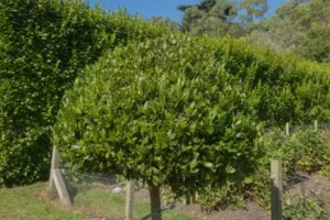 quels sont les arbres qu'aiment les moustiques