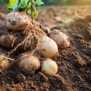 semis et plantation de la deuxième récolte de pommes de terre en été