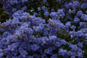 taille et entretien arbre de céanothus caduc ou persistant avant ou après