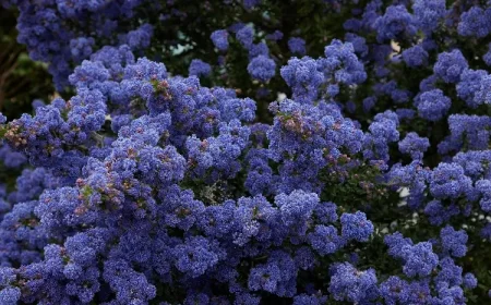 taille et entretien arbre de céanothus caduc ou persistant avant ou après