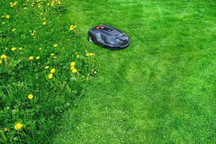 tondeuse électrique robot pour une pelouse parfaite sans trop d'effort