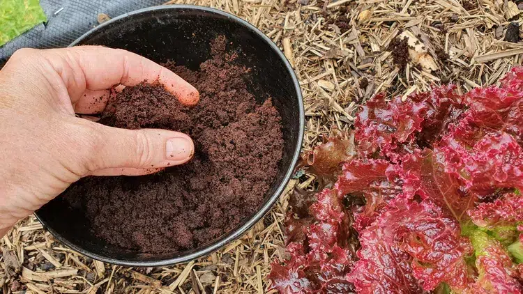 utiliser le marc de café comme un engrais naturel riche en azote pour booster le goût de vos légumes feuilles au potager