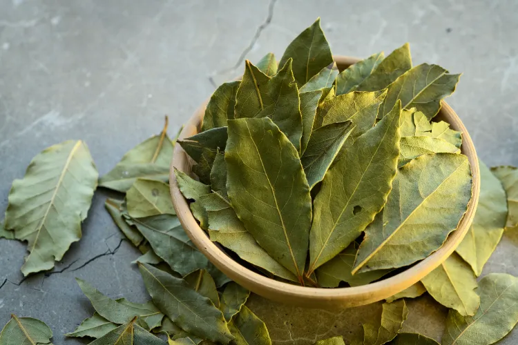 utiliser les feuilles de laurier contre les moustiques