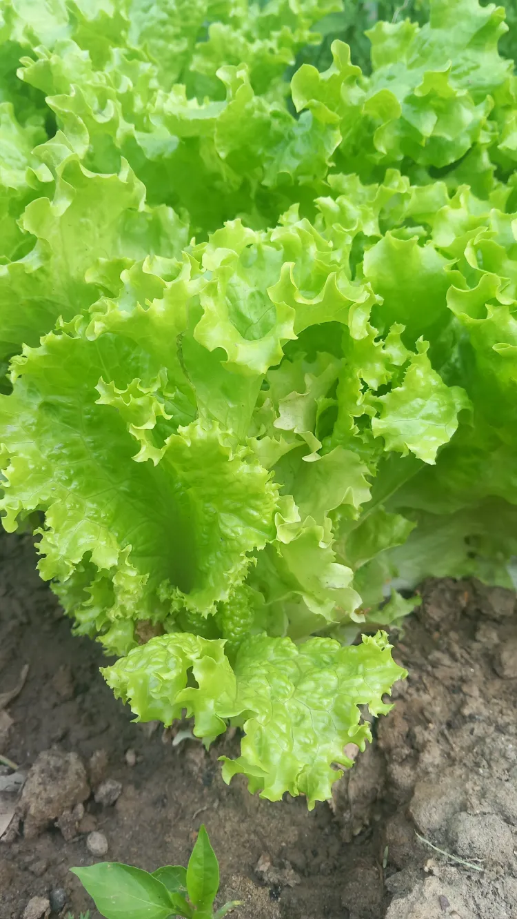 variétés de salades résistantes