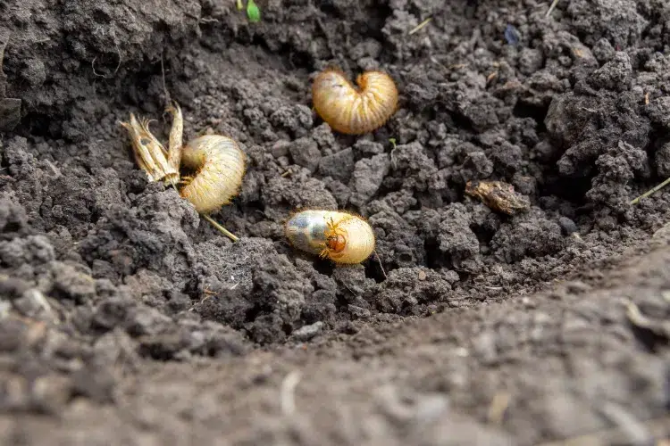 vers blancs dans les plantes