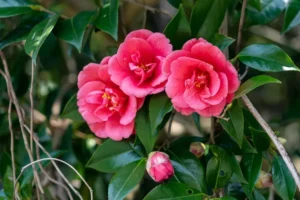 цomment prolonger la floraison du camélia astuces taille et fertilisation