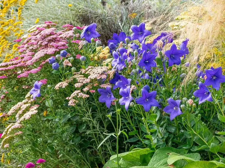 avec quelles plantes associer le platycodon