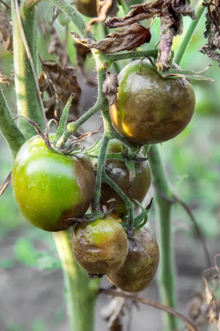 Éliminer le phytophthora sur les tomates