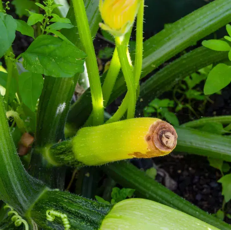 Éviter la pourriture des petites courgettes