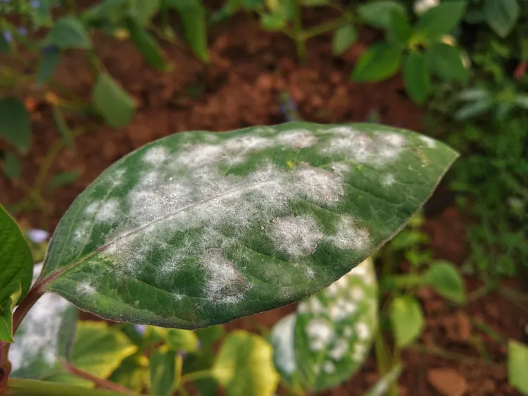 oïdium sur les arbres fruitiers