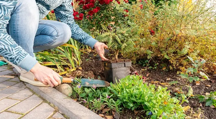 où planter un arbuste persistant