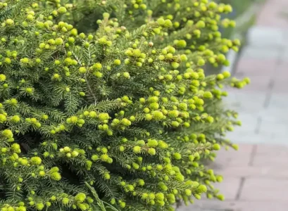 quel engrais pour stimuler la croissance d'un arbute picea