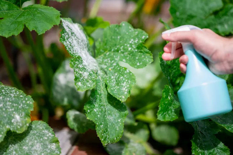  se débarrasser de l'oïdium dans le potager