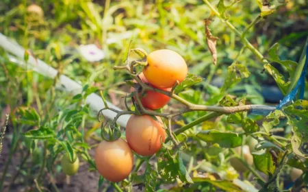 sélection de variétés de tomates adaptées à la chaleur