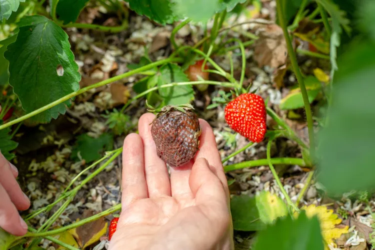  traiter la pourriture grise des fraises