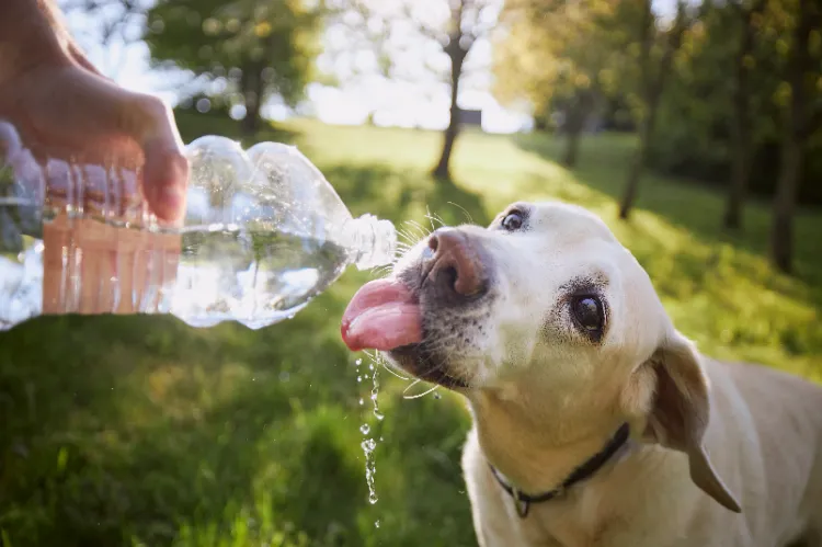 alimentation et hydratation du chien