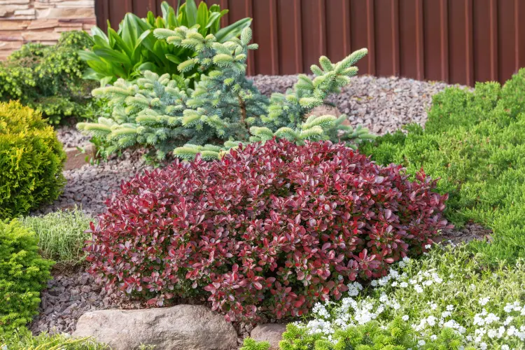 berbéris rouge nain dans un jardin de rocaille 