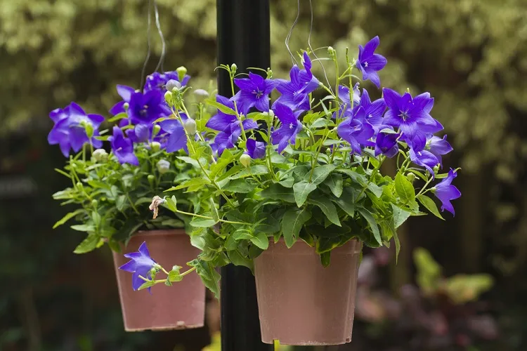 campanule à grandes fleurs en pot suspendu