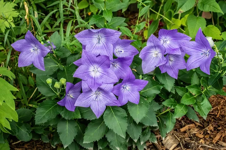 campanule à grandes fleurs planté en pleine terre