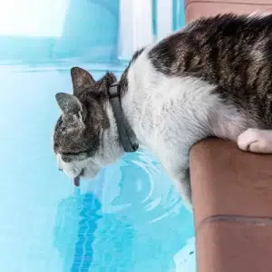 chat qui boit l'eau de piscine