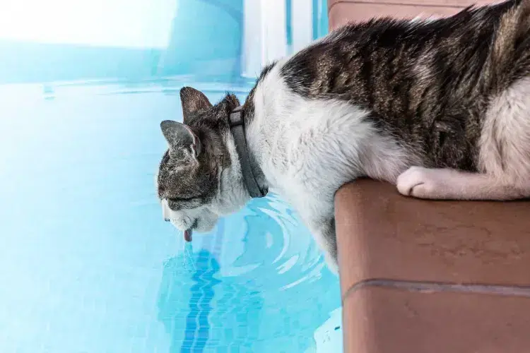 chat qui boit l'eau de piscine