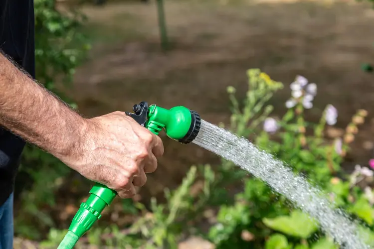 comment arroser les plantes pendant la canicule melanie 