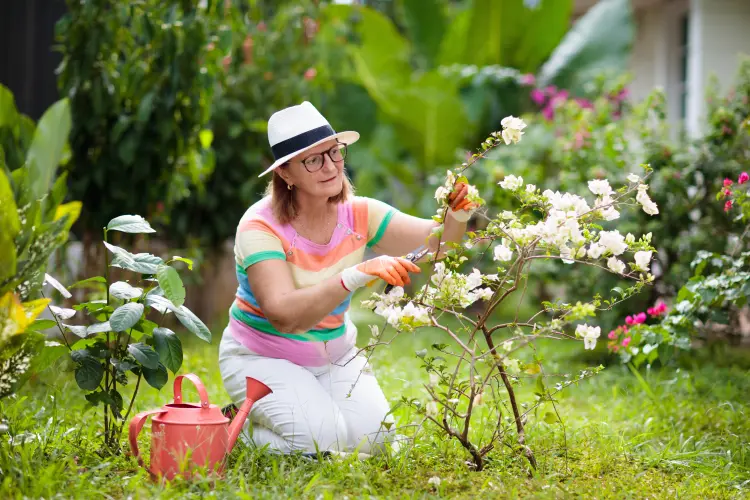 comment arroser un bougainvillier 