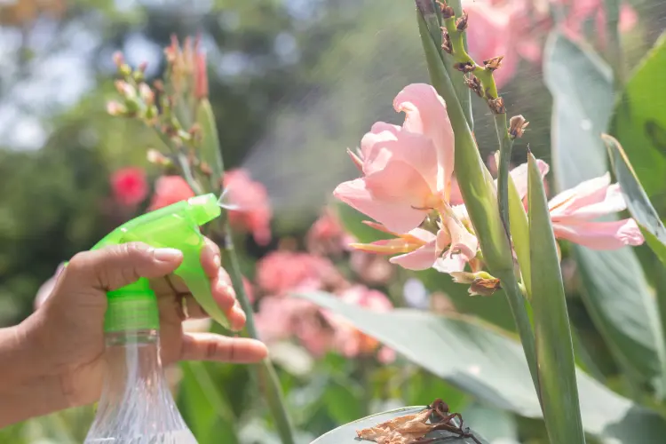 comment arroser un canna indica nice 